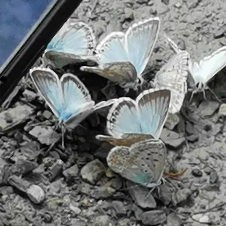Pied Des Pistes Super Sauze Daire *