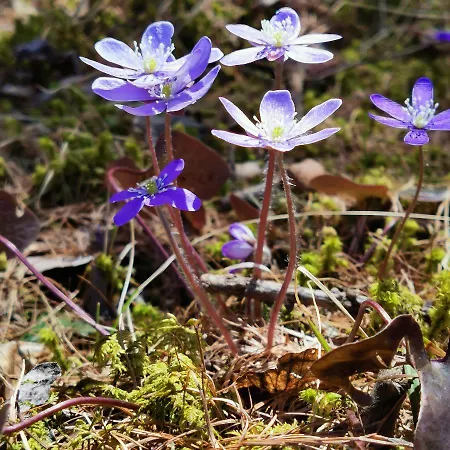 Pied Des Pistes Super Sauze Enchastrayes
